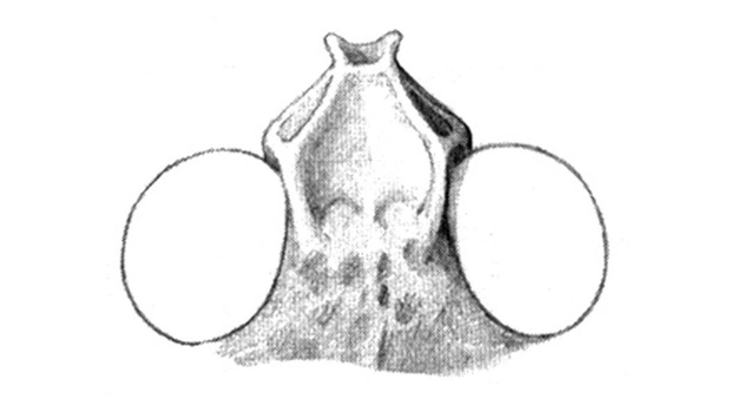 Chortophaga cubensis (Scudder, 1875): Fig. 25C. head. (Otu).