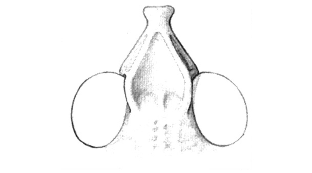 Chortophaga mendocino Rentz, 1977: Fig. 25D. fastigium. (Otu).
