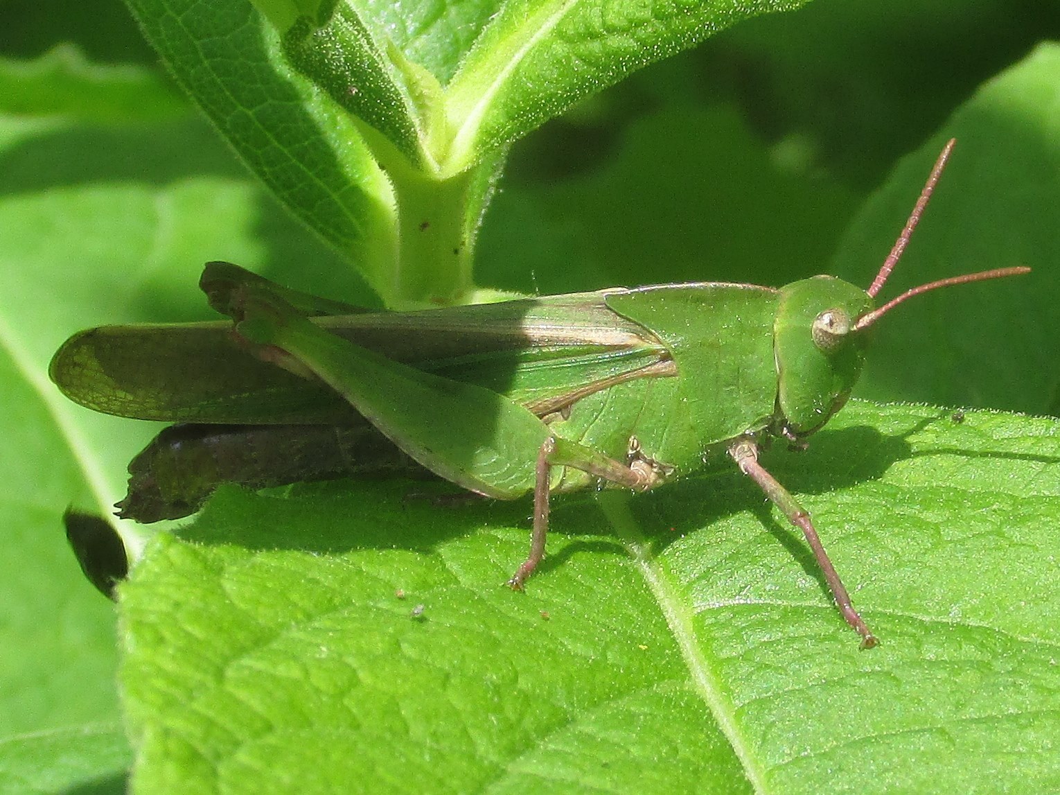 Chortophaga viridifasciata (De Geer, 1773): female (Wisconsin, Menomonee Park off Townline Road at Menomonee Falls, Wisconsin, 9 June 2017). (Otu).