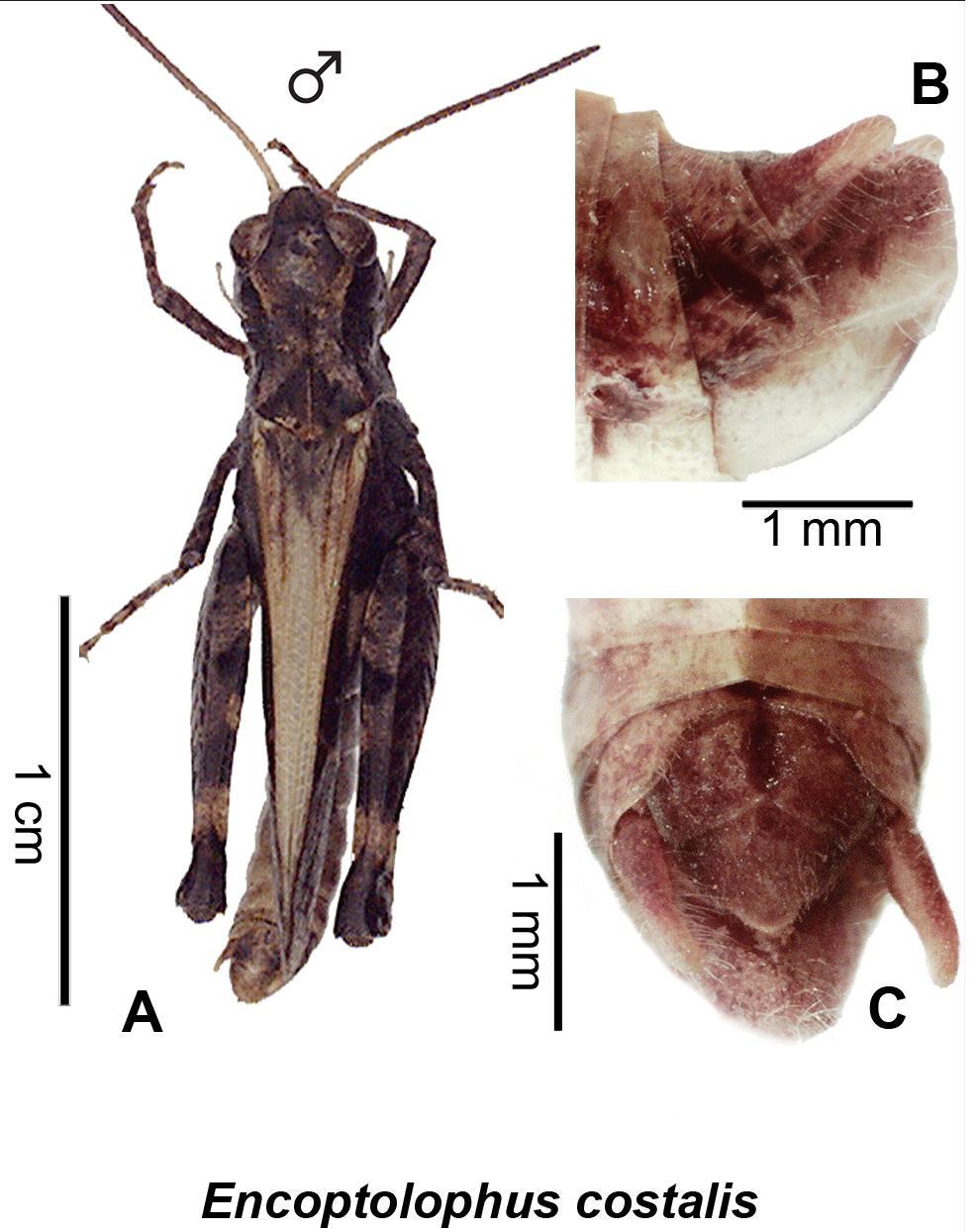 Encoptolophus costalis (Scudder, 1862): (Otu).