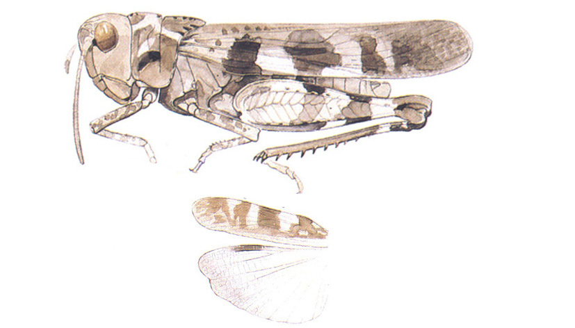 Encoptolophus sordidus (Burmeister, 1838): habitus and wings. (Otu).