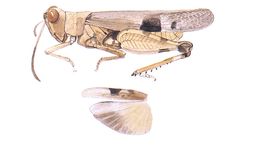 Shotwellia isleta Gurney, 1940: habitus and wings. (Otu).
