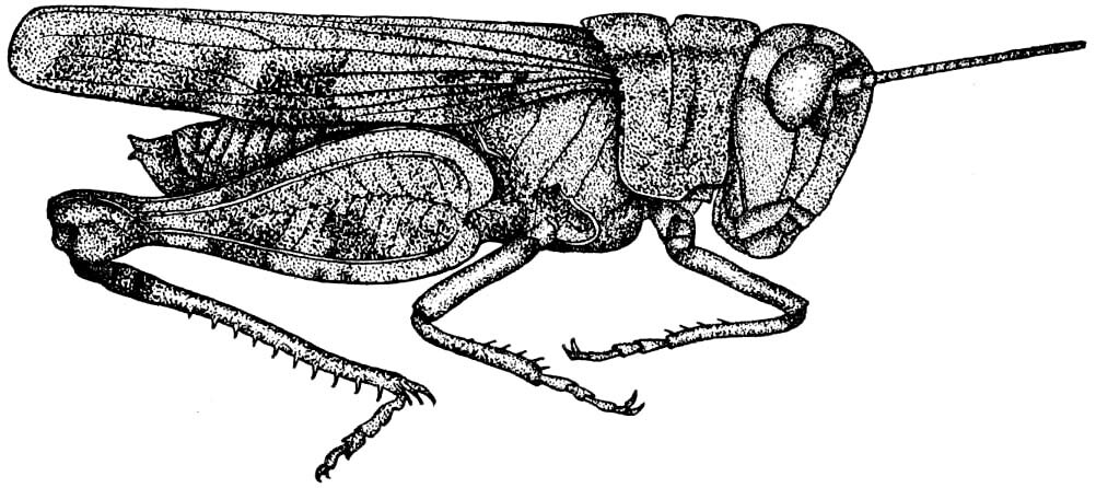 Nebulatettix robustus (Rehn & Hebard, 1909): Fig. 11. male, lateral view. (Otu).