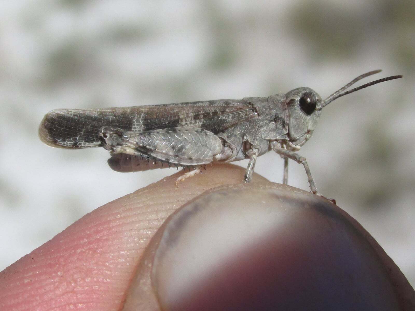 Nebulatettix subgracilis (Caudell, 1903): male (Fleisbach WMA, Faucus Springs, about 9 miles west of Bridgeport, Nebraska, 13 September 2020). (Otu).