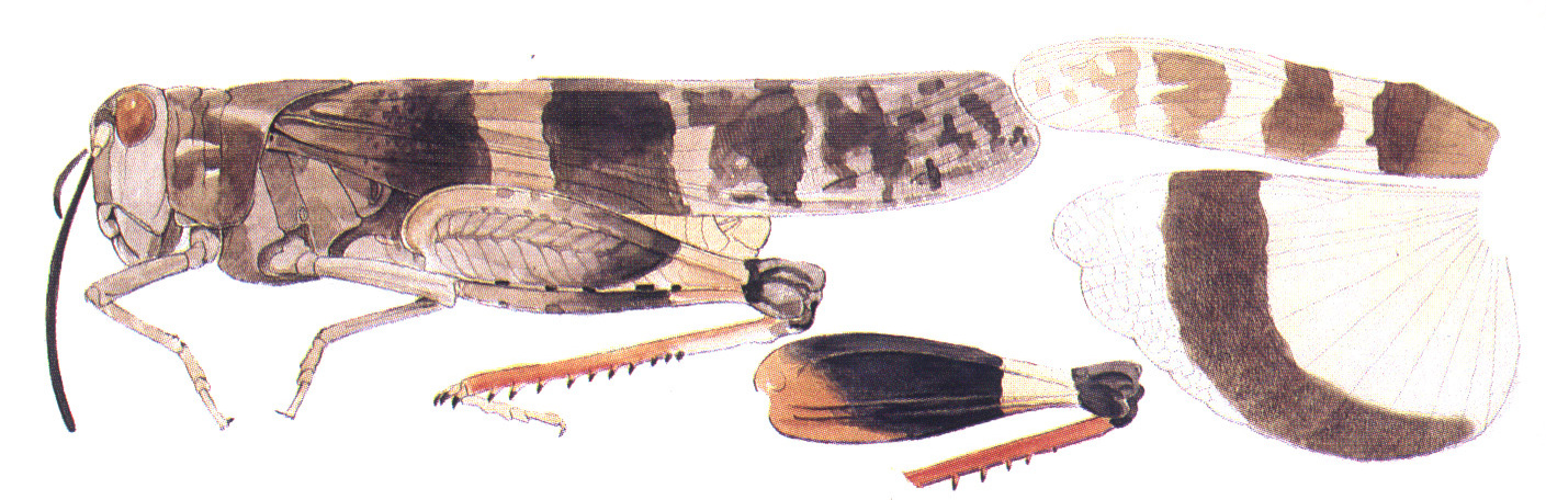 Hadrotettix magnificus (Rehn, 1907): habitus and wings. (Otu).