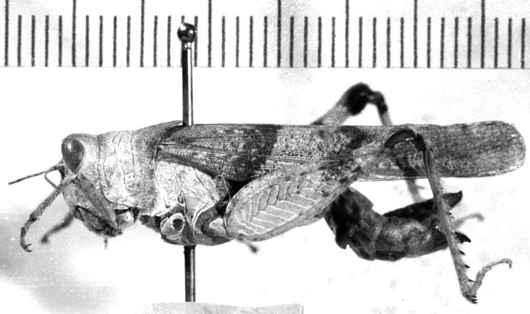 Hadrotettix nebulosus Scudder, 1900: female, lateral view. (Otu).