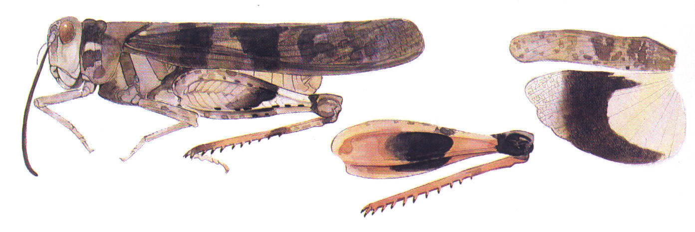 Hadrotettix scotodes Otte, 1984: habitus and wings. (Otu).