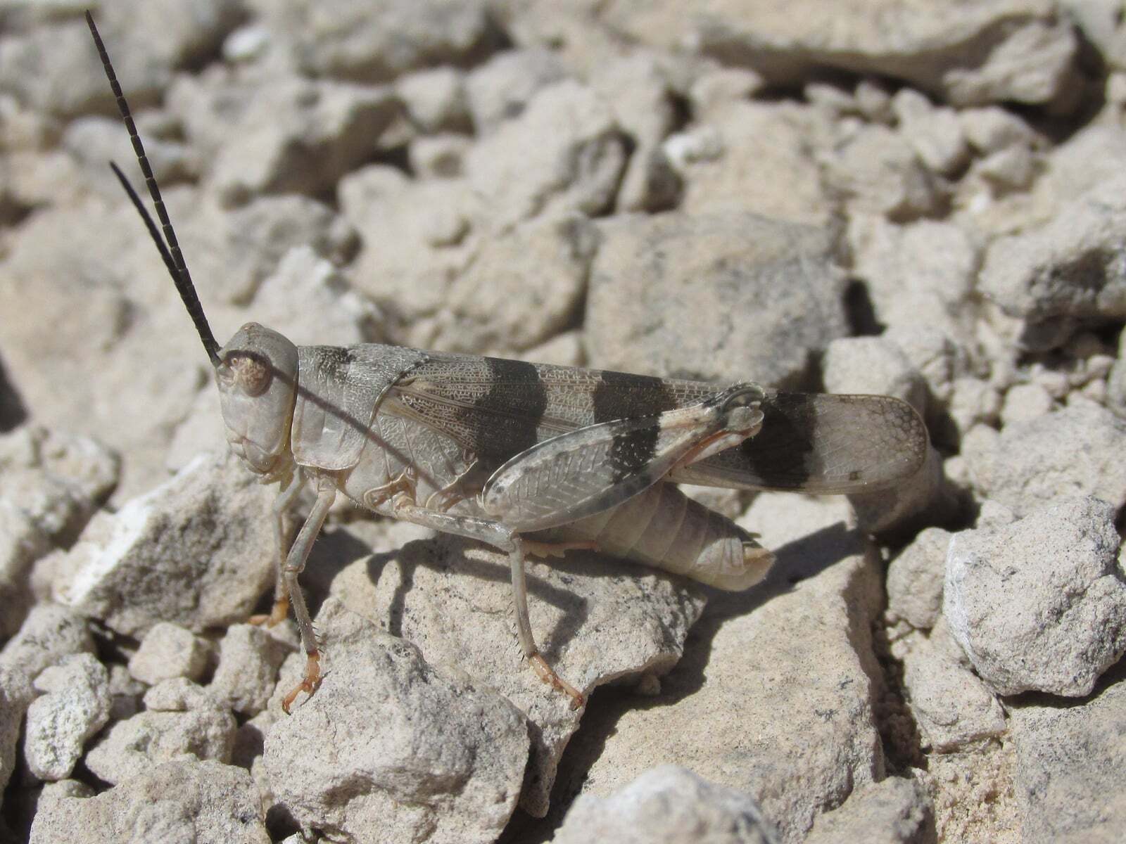 Hadrotettix trifasciatus (Say, 1825): male (about 9 miles north of Bridgeport, Nebraska, 16 July 2020). (Otu).