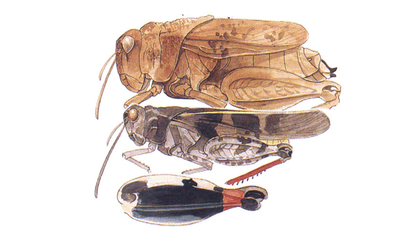 Agymnastus ingens (Scudder, 1877): habitus and hind femur. (Otu).