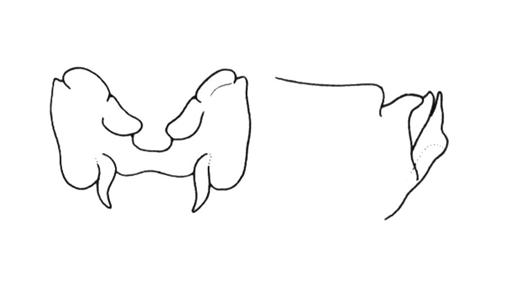 Agymnastus venerabilis Rentz, 1978: Fig. 68N. epiphallus. (Otu).