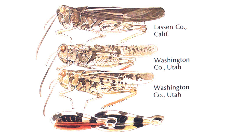Cratypedes lateritius (Saussure, 1884): habitus. (Otu).