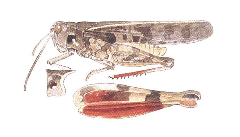 Cratypedes neglectus (Thomas, 1870): habitus. (Otu).