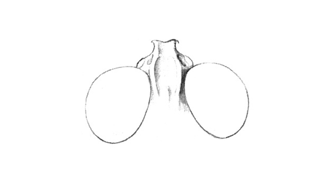 Heliastus aztecus Saussure, 1884: Fig. 34K. head, dorsal view. (Otu).