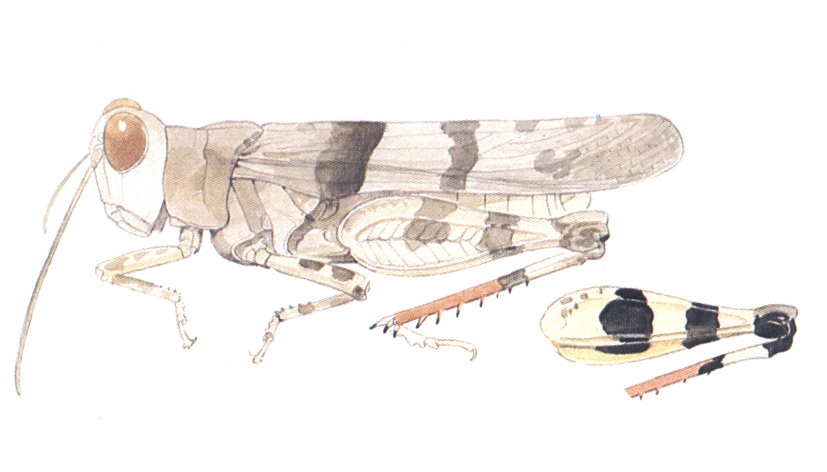 Heliastus benjamini Caudell, 1905: habitus. (Otu).