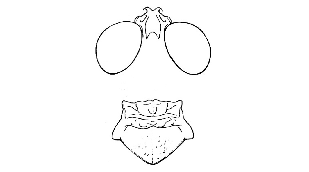 Heliastus infrequens Otte, 1984: Head and pronotum, Fig. 37C. (Otu).