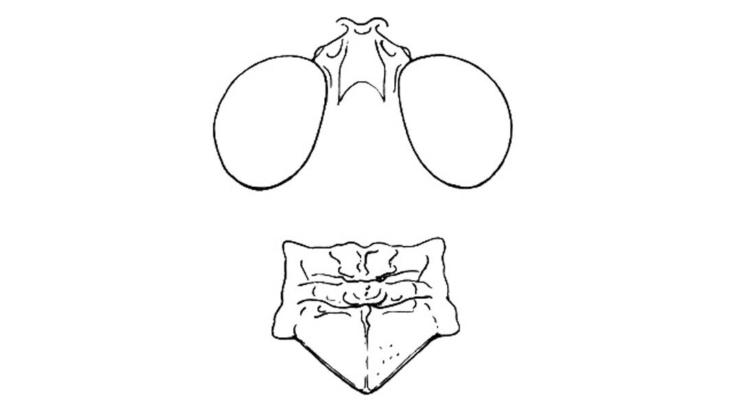 Heliastus rubellus Otte, 1984: Fig. 37B. head and pronotum. (Otu).