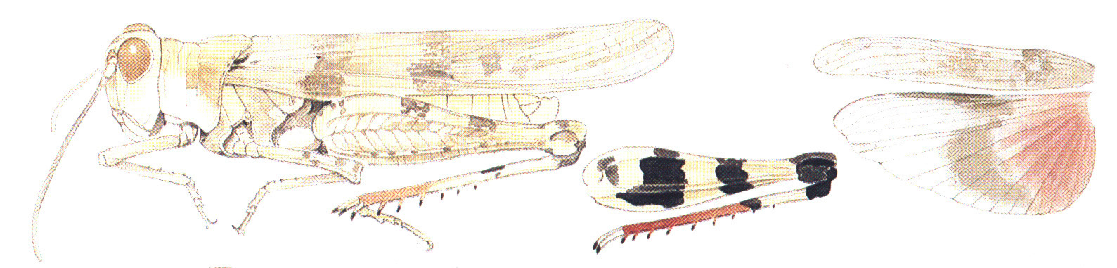 Heliastus subroseus Caudell, 1904: habitus and wings. (Otu).