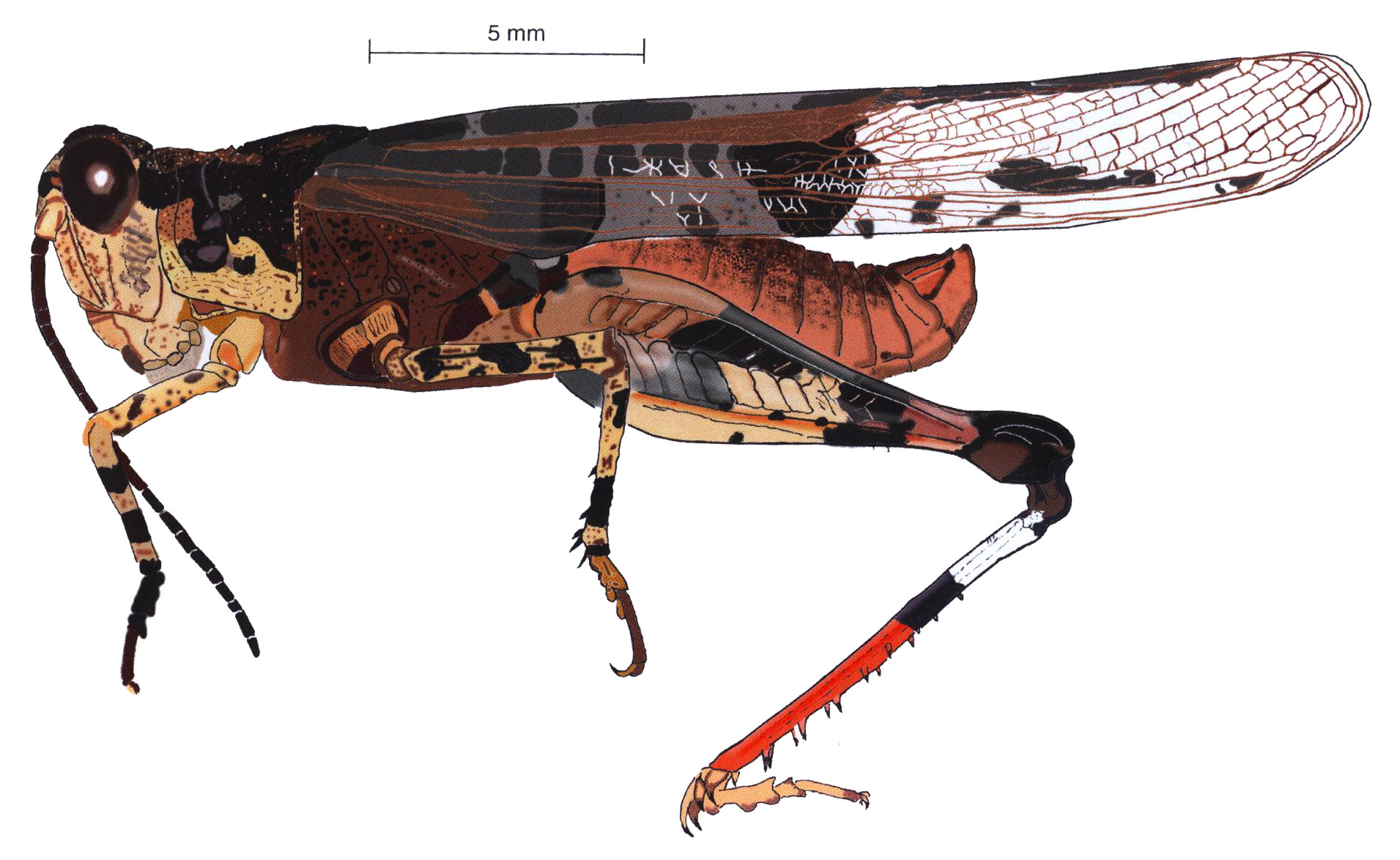 Heliastus sumichrasti (Saussure, 1861): male, lateral view. (Otu).