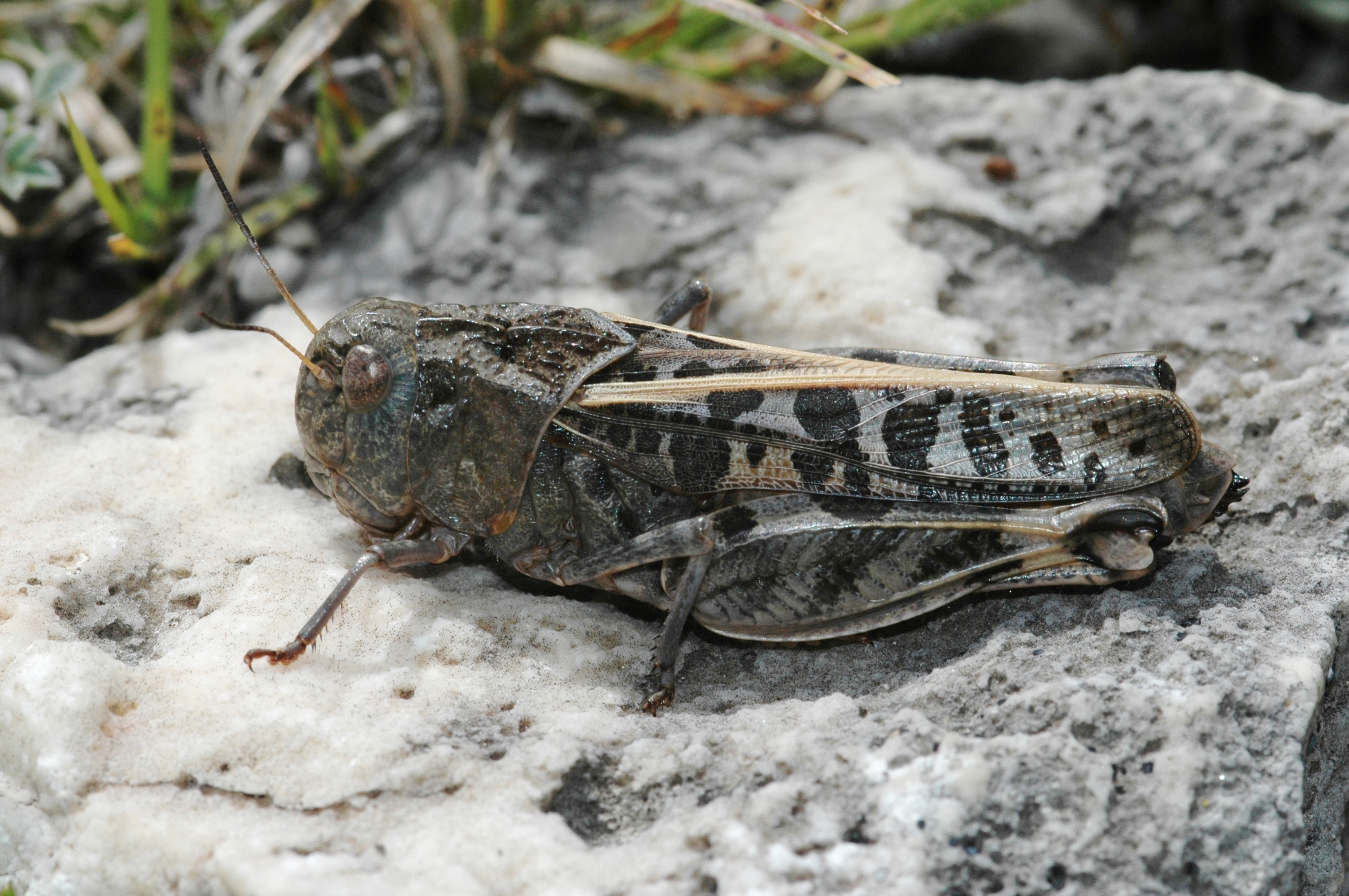 Hippiscus ocelote (Saussure, 1861): female. (Otu).