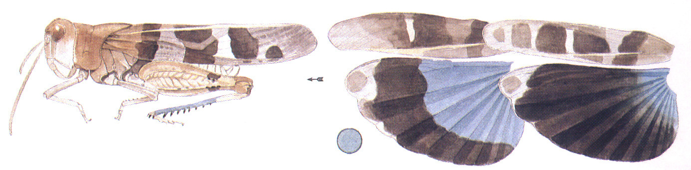 Leprus intermedius Saussure, 1884: habitus and wings. (Otu).