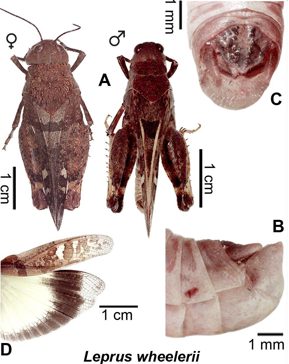 Leprus wheelerii (Thomas, 1875): (Otu).