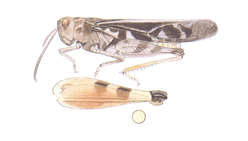 Pardalophora apiculata (Harris, 1835): (Otu).