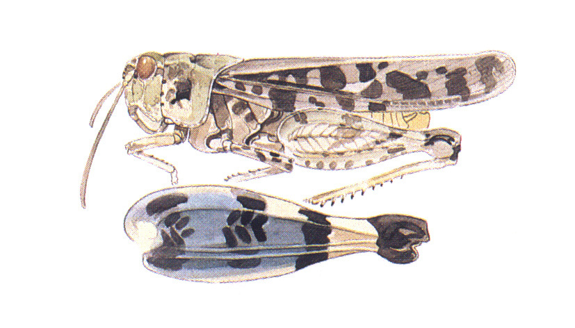 Pardalophora phoenicoptera (Burmeister, 1838): habitus and hind femur. (Otu).