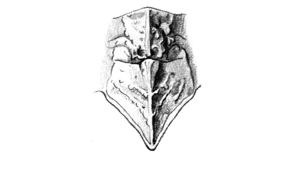Pardalophora saussurei (Scudder, 1892): Fig. 33C. pronotum. (Otu).