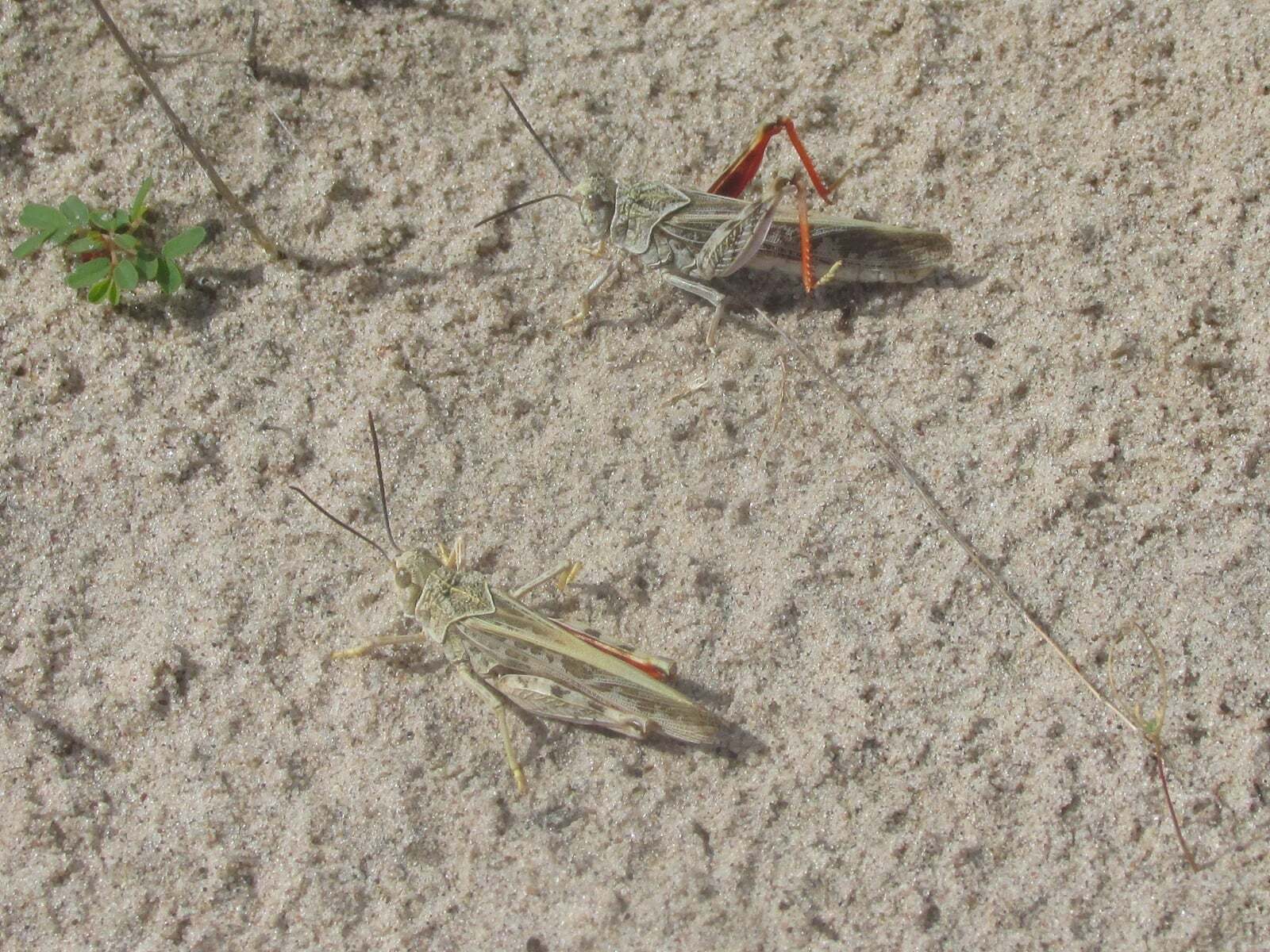 Xanthippus montanus (Thomas, 1872): males doing intimidation display (east of Ellsworth, Nebraska, 26 June 2020). (Otu).