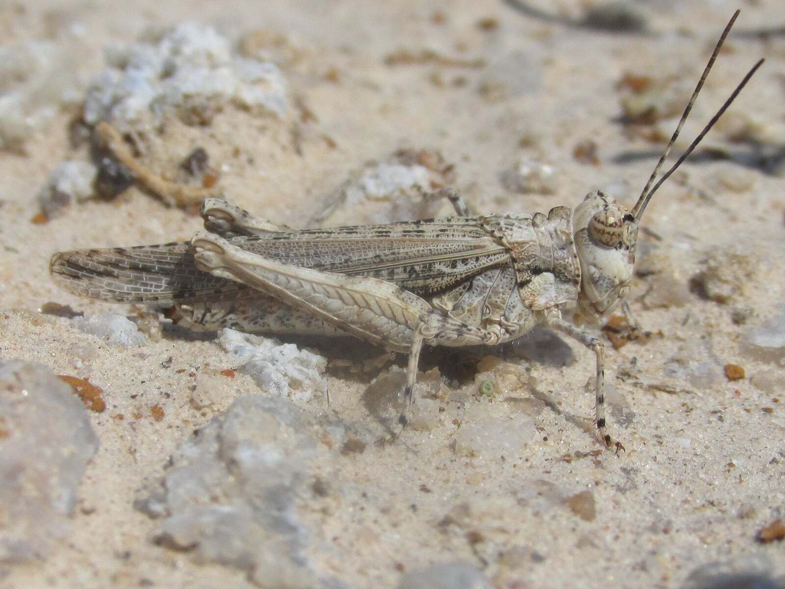 Derotmema haydenii (Thomas, 1872): female (about 18 miles north of Crawford, Nebraska, 8 August 2020). (Otu).