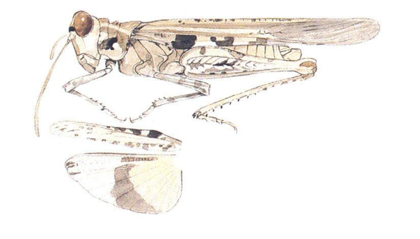 Derotmema laticinctum Scudder, 1900: habitus and wings. (Otu).
