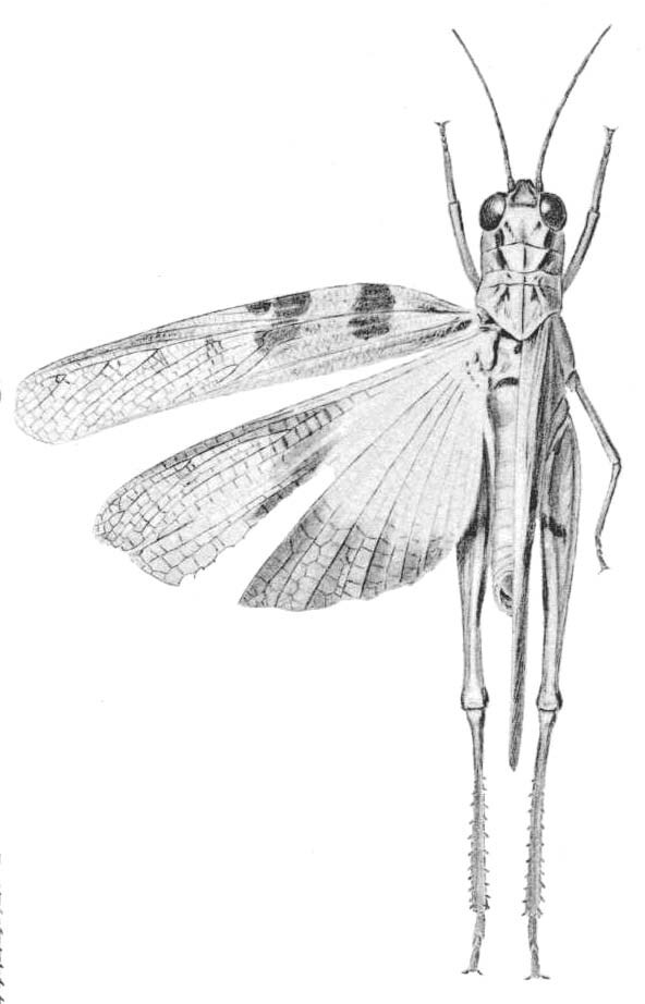 Hippopedon capito (Stål, 1873): Pl. 2 fig. 2. female (Conozoa melleola). (Otu).