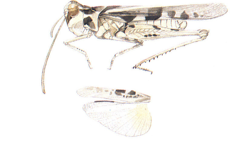Hippopedon gracilipes (Caudell, 1905): (Otu).