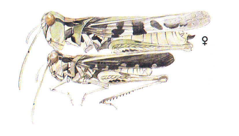 Hippopedon saltator Saussure, 1861: habitus. (Otu).