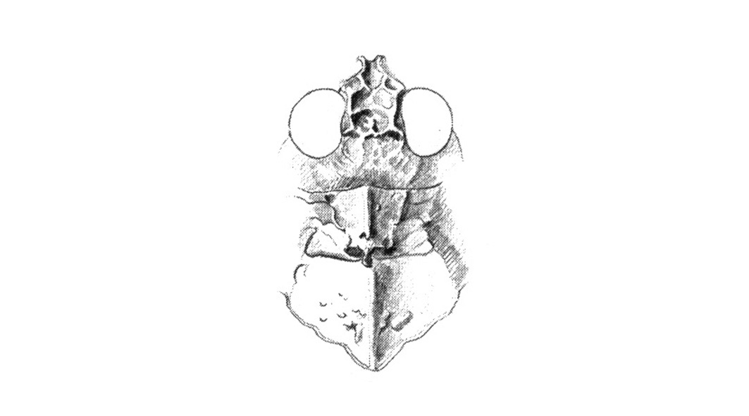 Trachyrhachys coronata Scudder, 1876: Head and pronotum, Fig. 61P. (Otu).