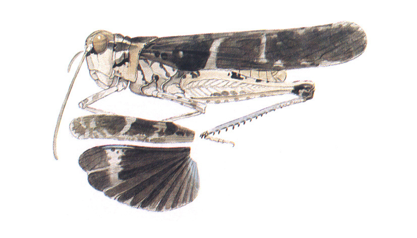Trachyrhachys funeralis Strohecker, 1945: habitus and wings. (Otu).