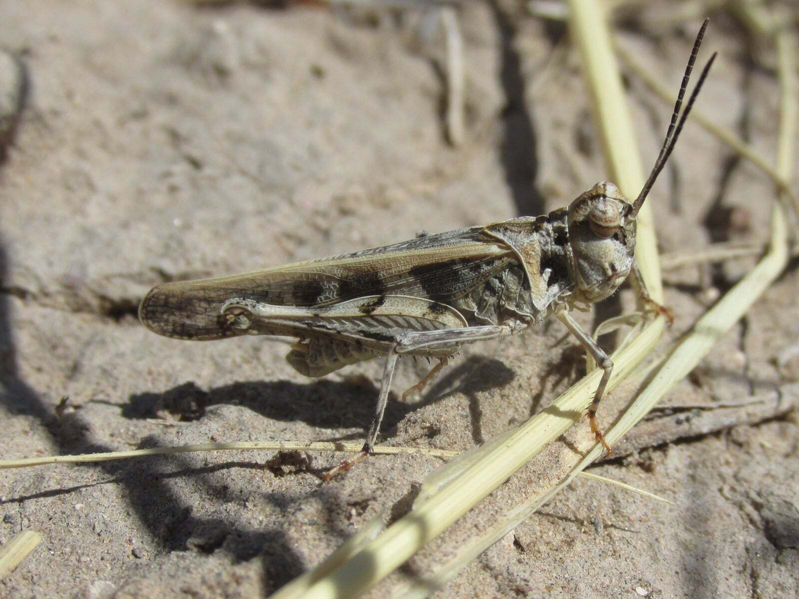 Trachyrhachys kiowa (Thomas, 1872): male (King Canyon Road, about 5.5 miles south of Chadron, Nebraska, 7 July 2020). (Otu).