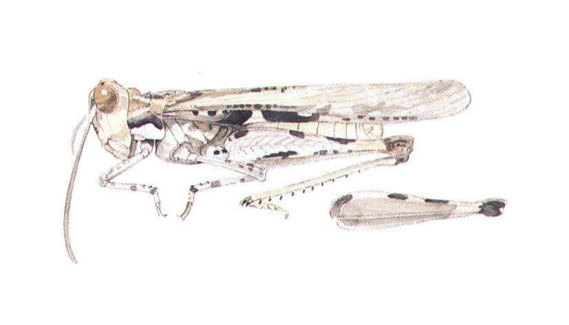 Trepidulus hyalinus (Scudder, 1900): habitus. (Otu).