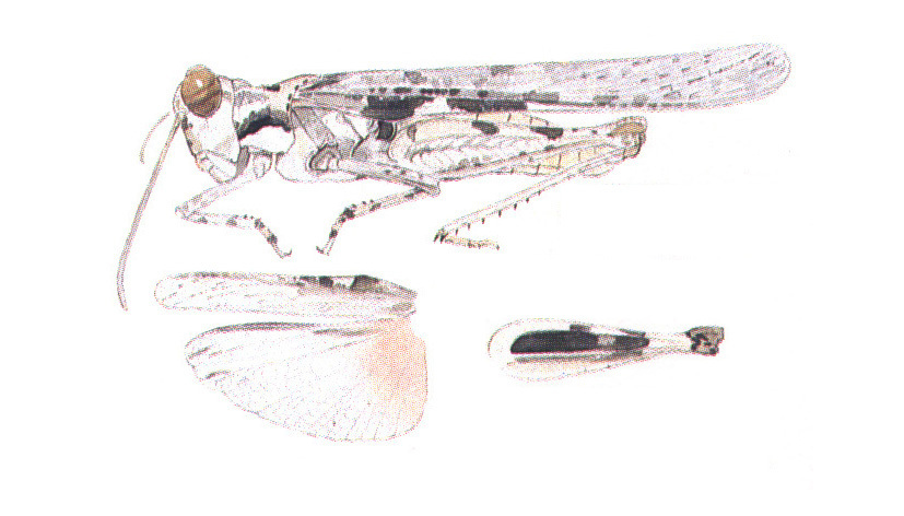 Trepidulus rosaceus (Scudder, 1900): habitus. (Otu).