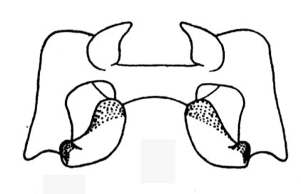 Trilophidia annulata (Thunberg, 1815): epiphallus. (Otu).