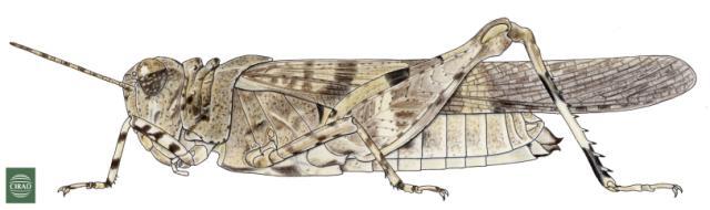Trilophidia conturbata (Walker, 1870): Page 225, Figure 1. female. (Otu).