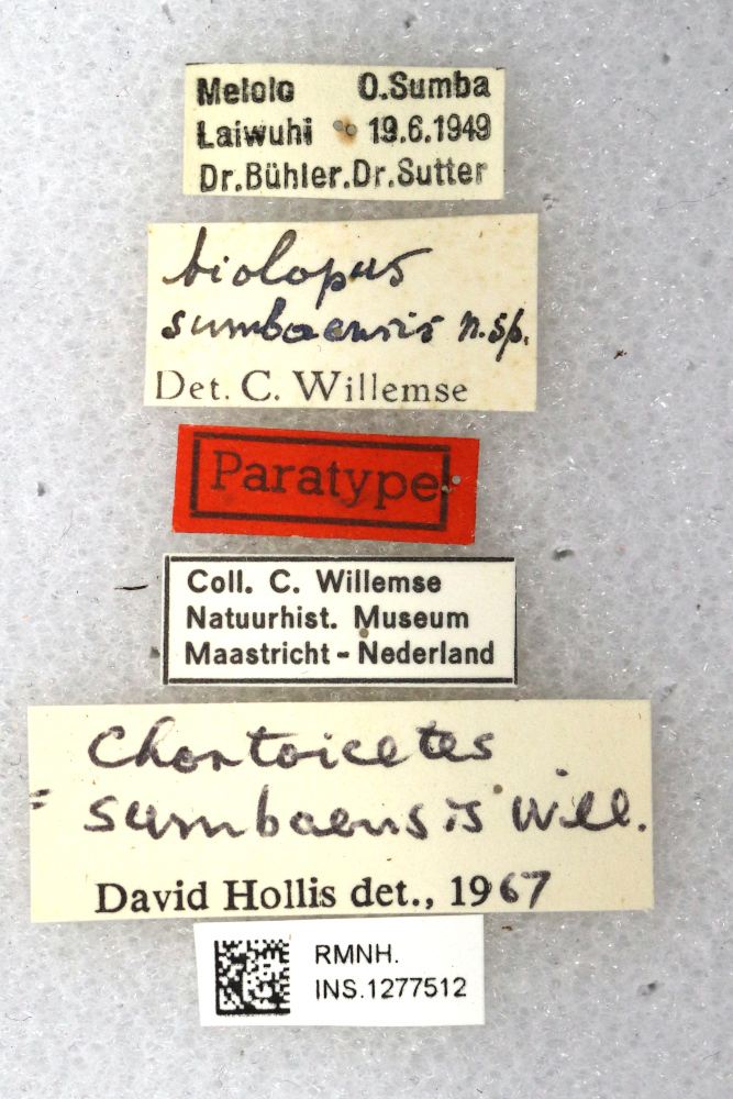 CollectionObject 1594424; b68e04e7-b366-4e9d-b9e6-3b7ee6b27cce: labels (paratype). (CollectionObject).