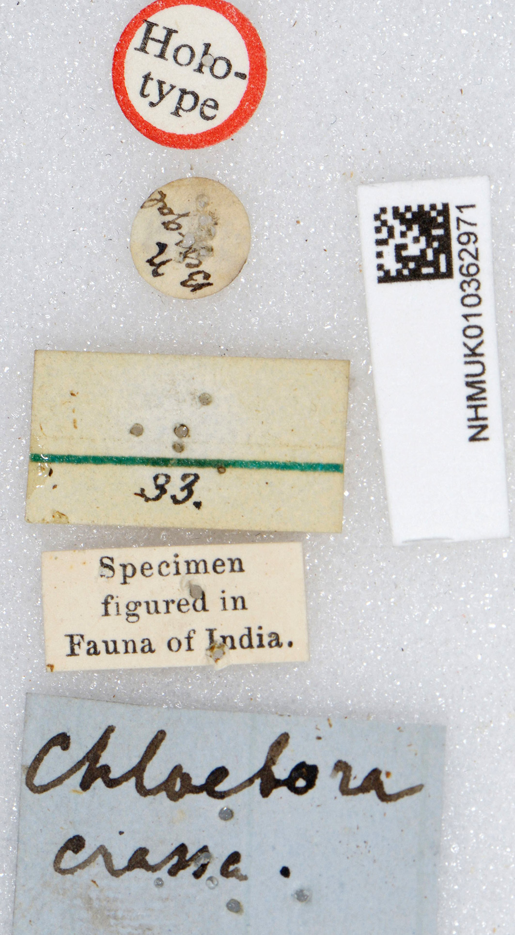 CollectionObject 1519549; ceca0743-ed88-44ce-b8f3-d322f00a36d4: labels (holotype). (CollectionObject).