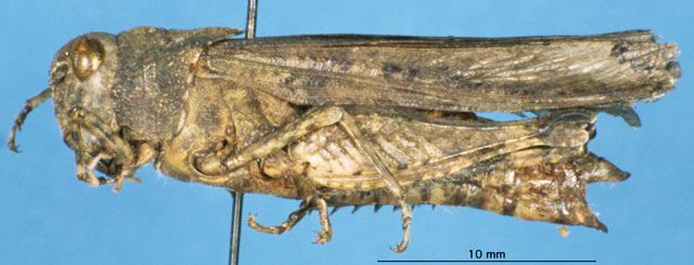 CollectionObject 1537583; 2169e2b4-b7f6-4c43-b1dd-a892c424b0fc: female, lateral view (syntype). (CollectionObject).