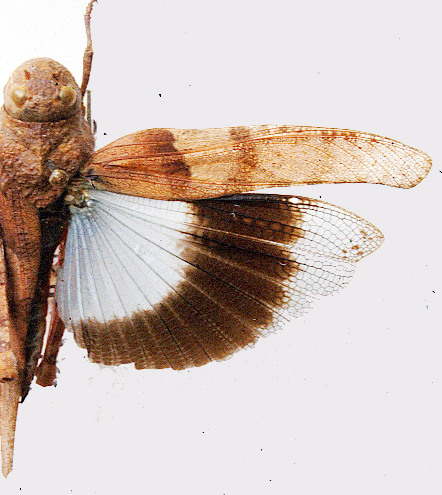 Pycnodictya carvalhoi Mason, 1979: dorsal view. (Otu).
