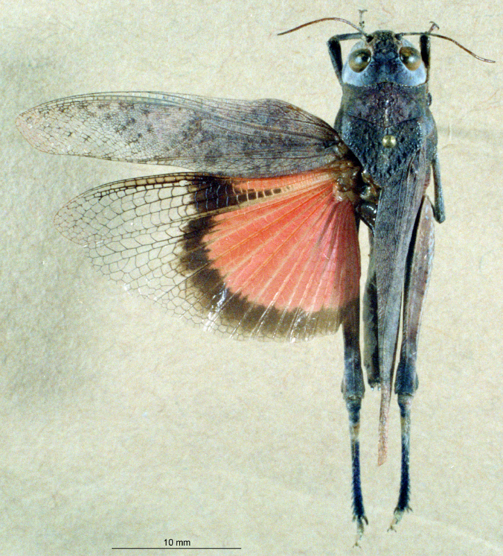 CollectionObject 1537912; fb86926a-a274-4a5f-9a80-7a3cd91a3ddc: female, dorsal view. (CollectionObject).