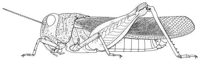 Pycnodictya diluta Ramme, 1929: Page 221, Figure 6. Female. (Otu).