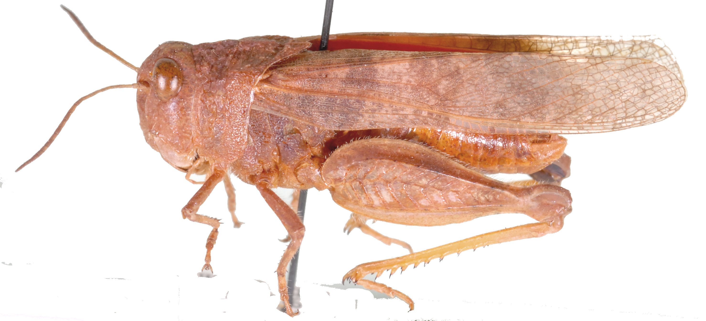 Pycnodictya flavipes Miller, 1932: lateral view. (Otu).