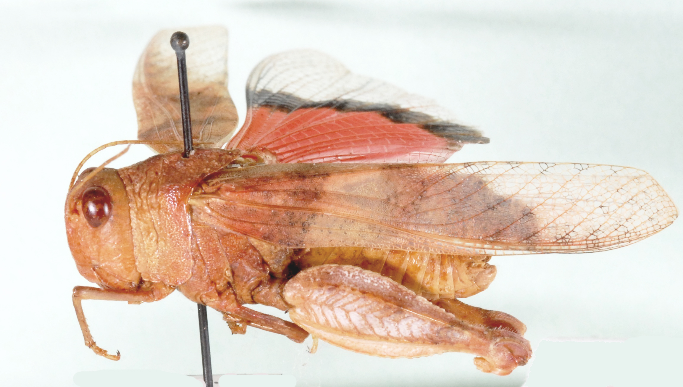 Pycnodictya herero Karny, 1910: lateral view. (Otu).