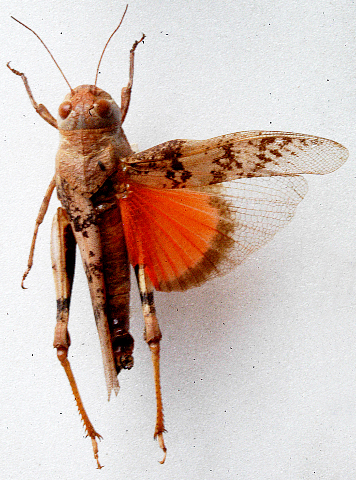Pycnodictya kilosana Miller, 1929: dorsal view. (Otu).